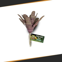 INGEZOEMDE Kastanjebromelia