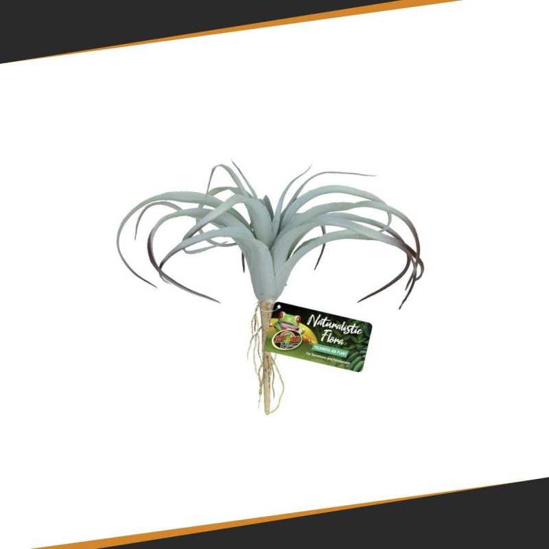 Tillandsia Air GEZOOMD