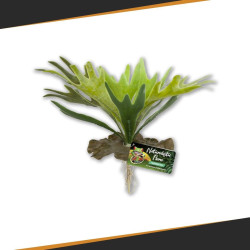 Staghorn Fern ZOOMED