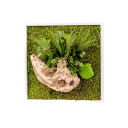 Stabilized Vegetable Frame 35x35cm