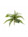 Plante artificielle Sword Fern - 13 cm - ZOOMED