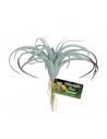 Künstliche Pflanze Tillandsia Air – 30 cm – ZOOMED