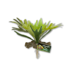 Plante artificielle Staghorn Fern 24 cm - ZOOMED