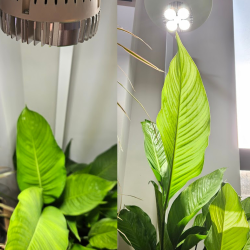 SpectraBULB X20 - White horticultural bulb for green plants
