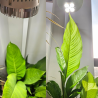 SpectraBULB X30 - Witte LED-tuinbouwlamp voor terrariums - 30W - OSRAM LED's - E27