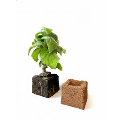 TerraBloc 7.5 x 7.5 x 6 cm – Ready-to-use coco & peat grow cube
