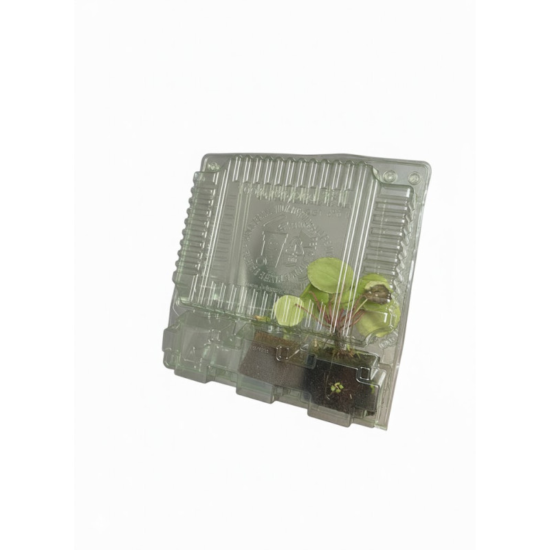 Plant transport box