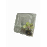 Transportdoos voor planten