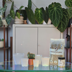 Cacti & Succulent Mineral Mix 3L - SYBASoil substrate