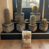 Cacti & Succulent Mineral Mix 3L - SYBASoil substrate
