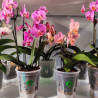 Orchidee Mineralenmix 3L - SYBASoil substraat