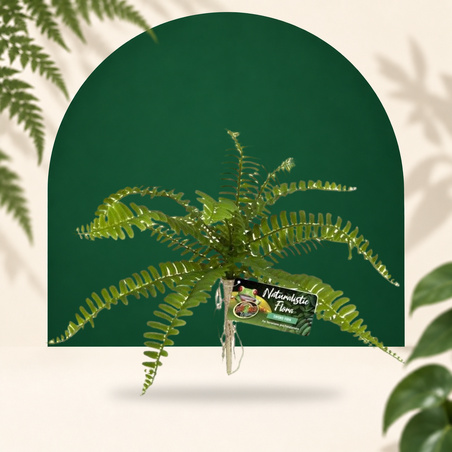 Sword Fern ZOOMED
