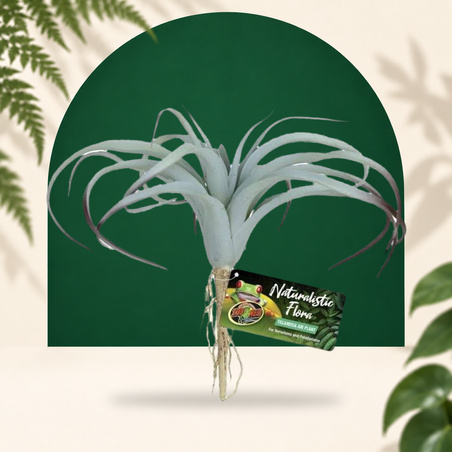 Tillandsia Air GEZOOMD
