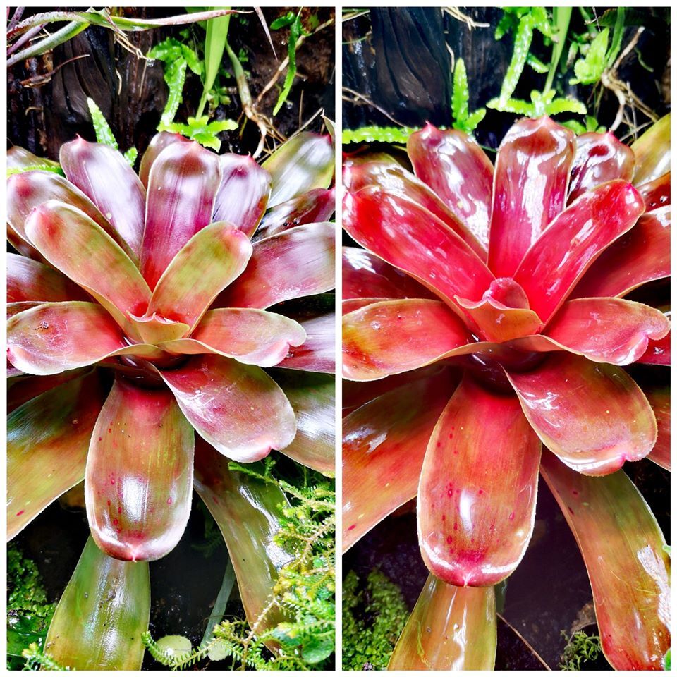 Blumen-Terrarium-Terrasse.jpeg