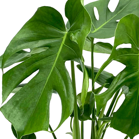 plantes