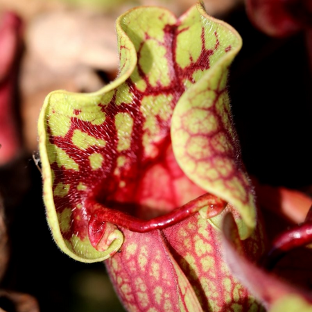 plantes