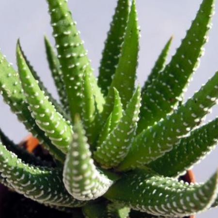 plantes