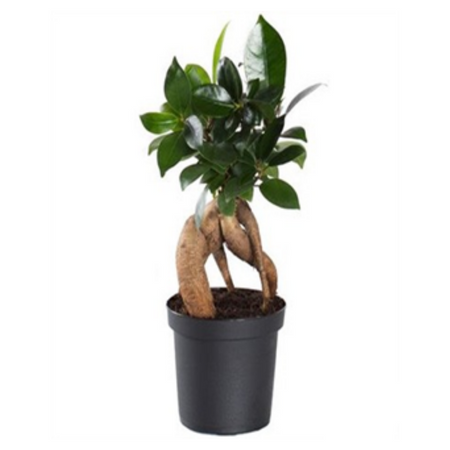 plantes tropicales