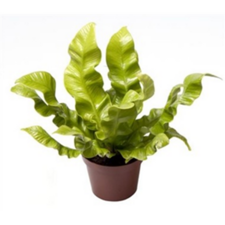 plantes tropicales