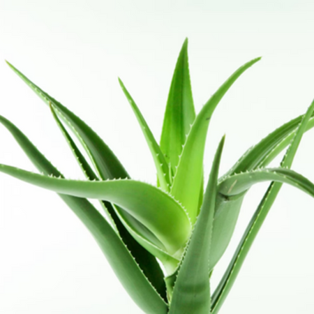 aloe verra