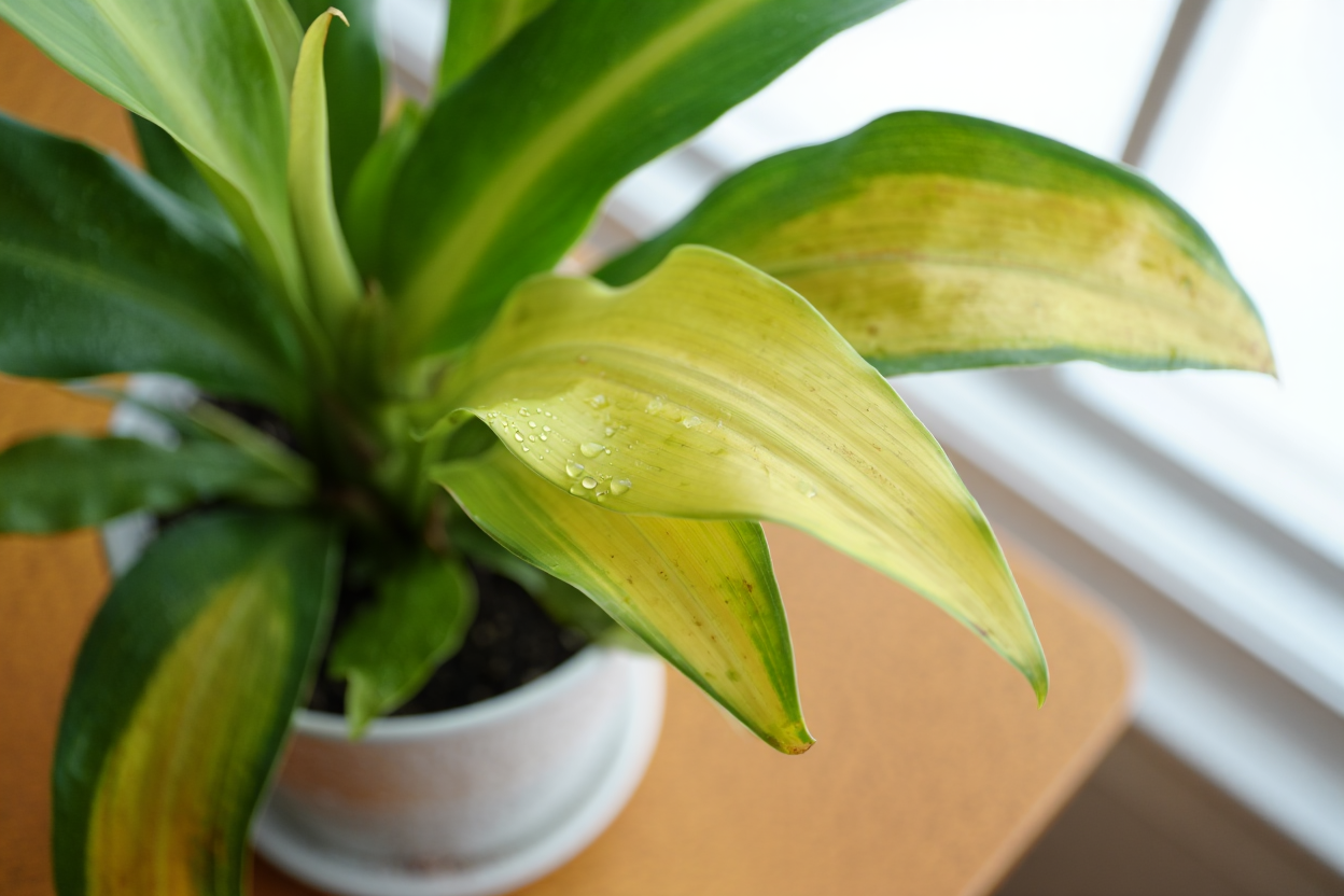 Feuilles de plante d'intérieur jaunissant