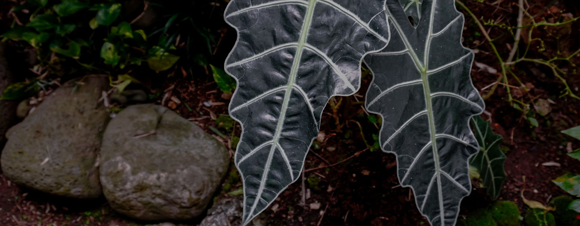 Boostez la Croissance de vos Alocasia avec l'Éclairage LED Idéal !