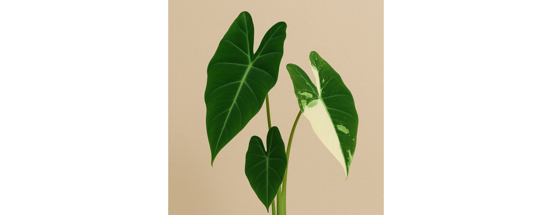 Alocasia Frydek Variegata: the perfect LED lighting for this silvery beauty