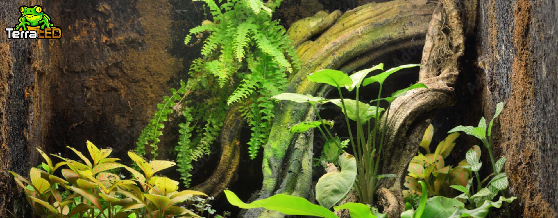 Guide pour débutants en terrariophilie : comment bien commencer ?