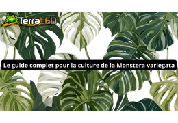 Le guide complet pour la culture de la Monstera variegata