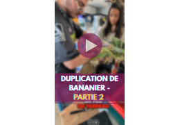 Alocasia Frydek Variegata: the perfect LED lighting for this silvery beauty