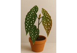 Begonia Maculata : préserver la beauté des feuilles tachetées grâce à l’éclairage LED