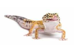 Le Gecko Léopard : tout ce qu'il faut savoir pour en faire votre nouvel animal de compagnie !
