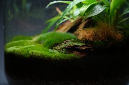 Substrat terrarium tropical : guide complet pour reptiles