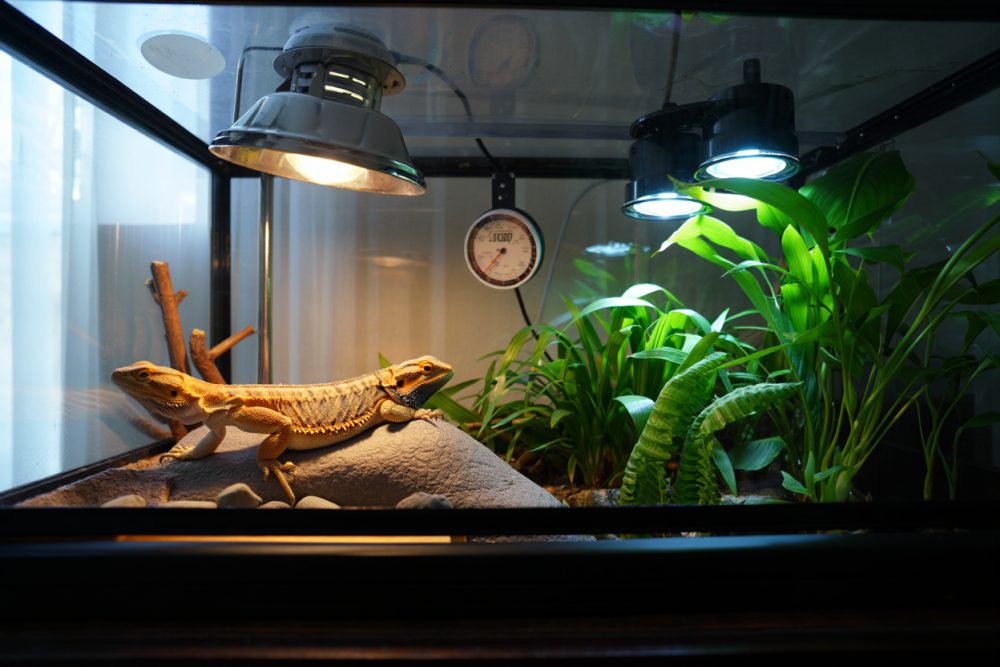 Guide d'éclairage pour terrarium : choisir la meilleure lampe